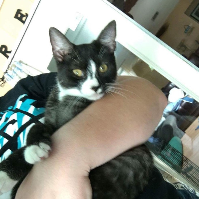Professional Kitty Cuddler  Cat Spoiler