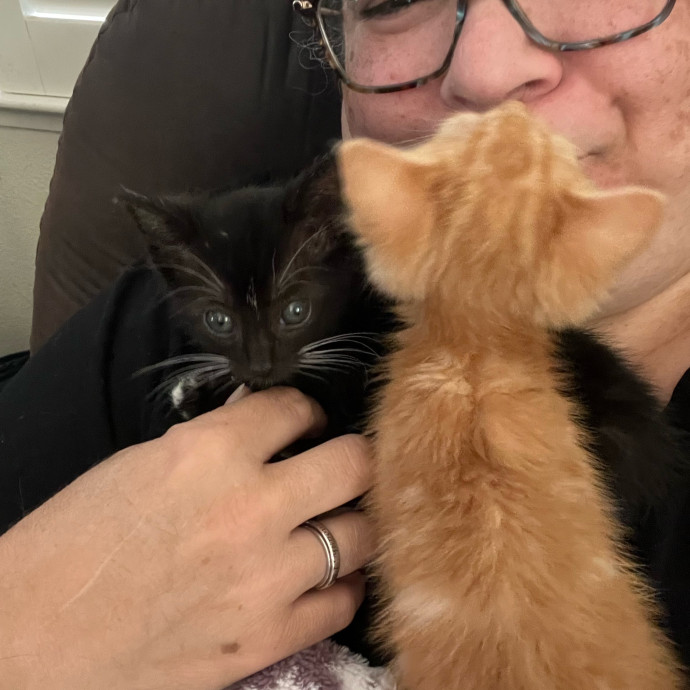 Professional Kitty Cuddler  Cat Spoiler
