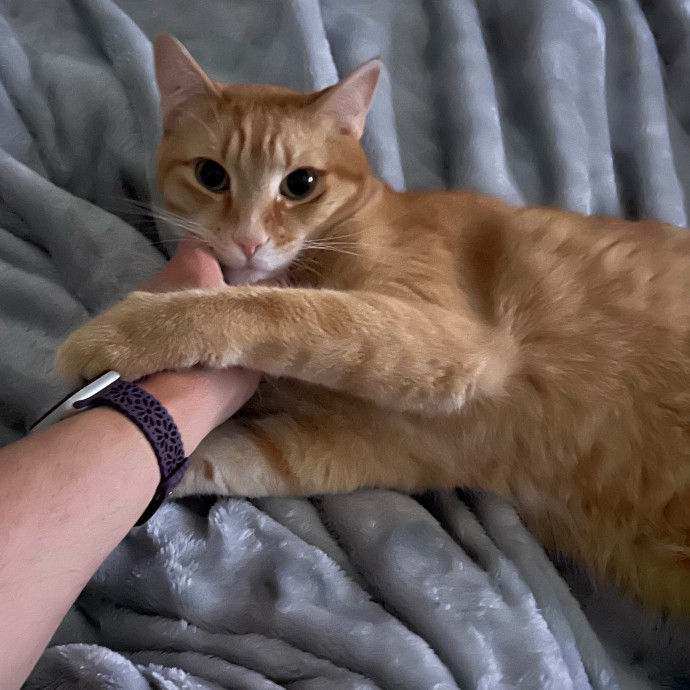 Professional Kitty Cuddler  Cat Spoiler