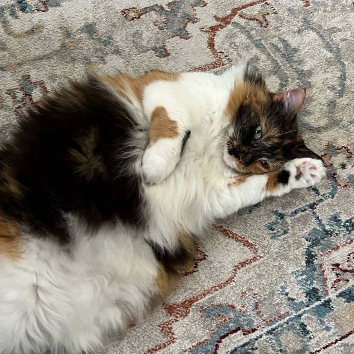 Professional Kitty Cuddler  Cat Spoiler