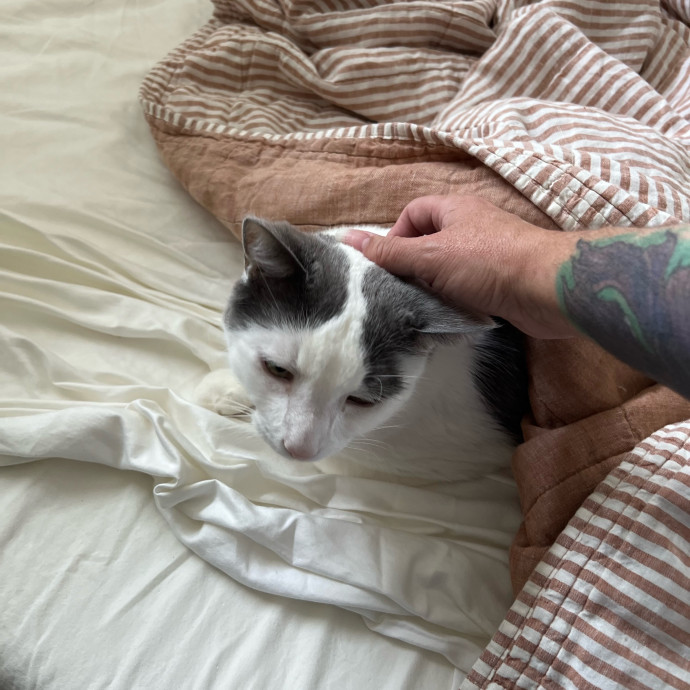 Professional Kitty Cuddler  Cat Spoiler