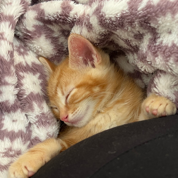 Professional Kitty Cuddler  Cat Spoiler