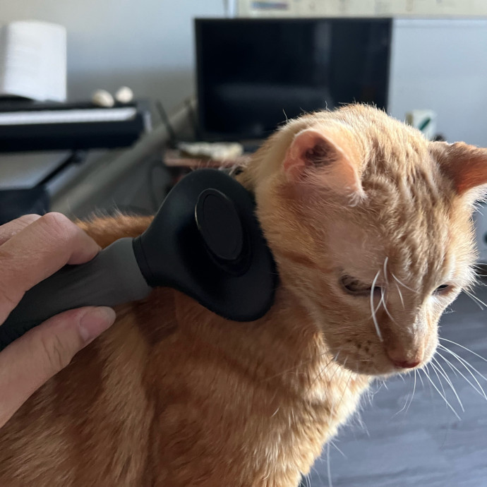 Professional Kitty Cuddler  Cat Spoiler