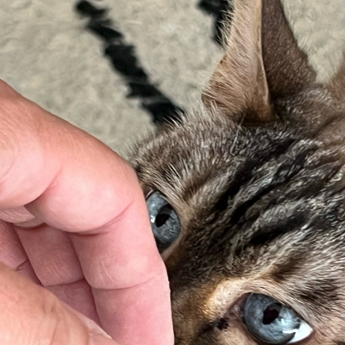 Professional Kitty Cuddler  Cat Spoiler