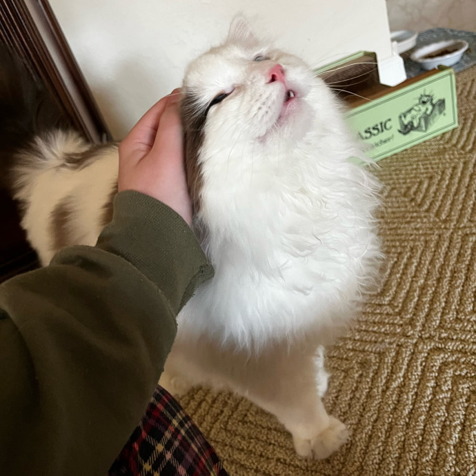 Professional Kitty Cuddler  Cat Spoiler