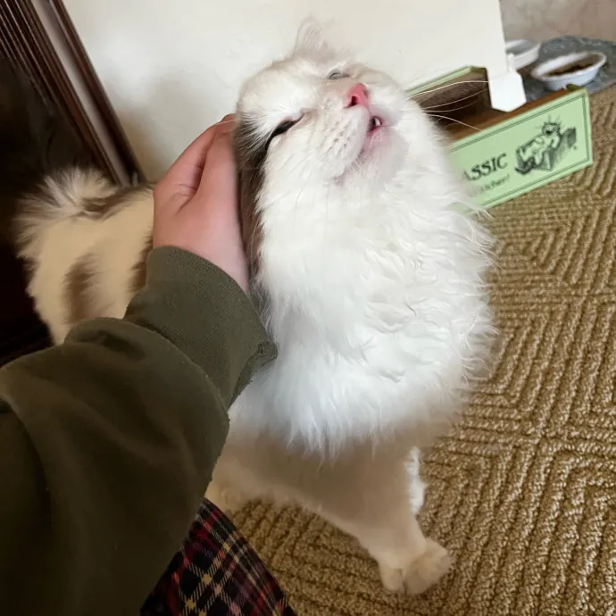 Professional Kitty Cuddler  Cat Spoiler