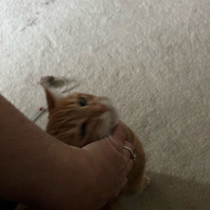 Professional Kitty Cuddler  Cat Spoiler