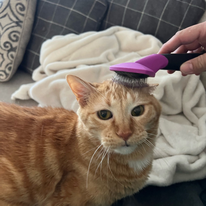 Professional Kitty Cuddler  Cat Spoiler