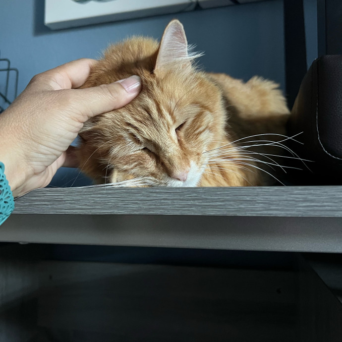 Professional Kitty Cuddler  Cat Spoiler