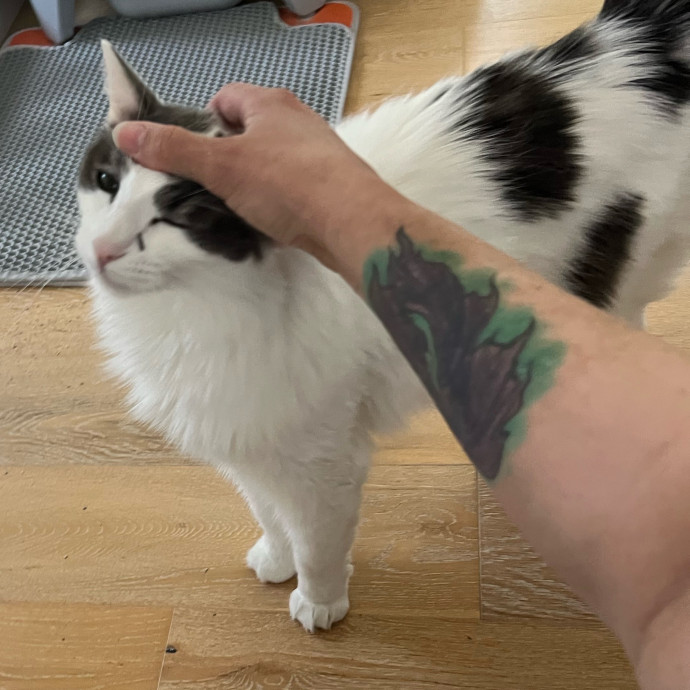 Professional Kitty Cuddler  Cat Spoiler