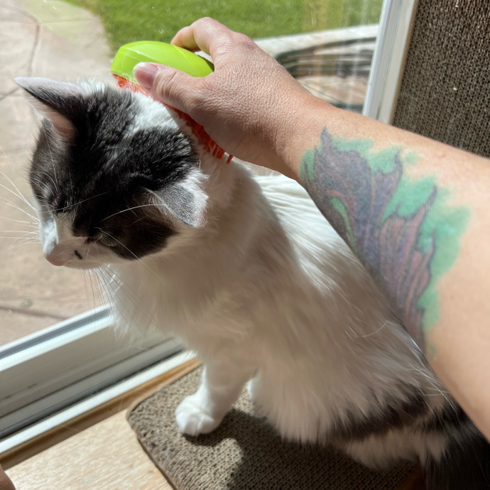 Professional Kitty Cuddler  Cat Spoiler