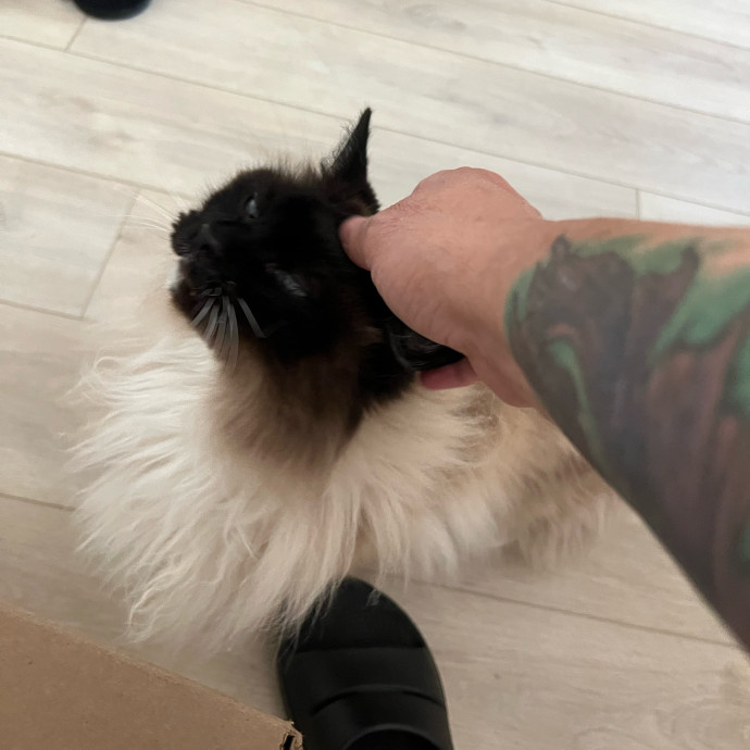 Professional Kitty Cuddler  Cat Spoiler