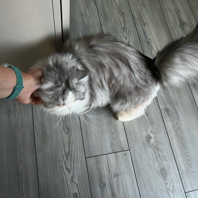 Professional Kitty Cuddler  Cat Spoiler