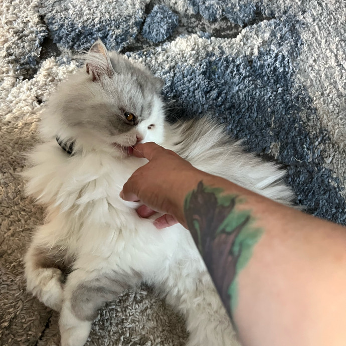 Professional Kitty Cuddler  Cat Spoiler
