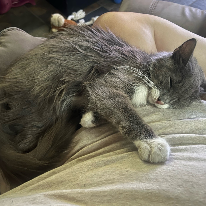 Professional Kitty Cuddler  Cat Spoiler
