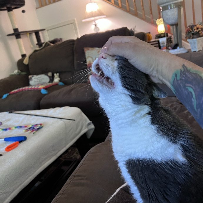 Professional Kitty Cuddler  Cat Spoiler