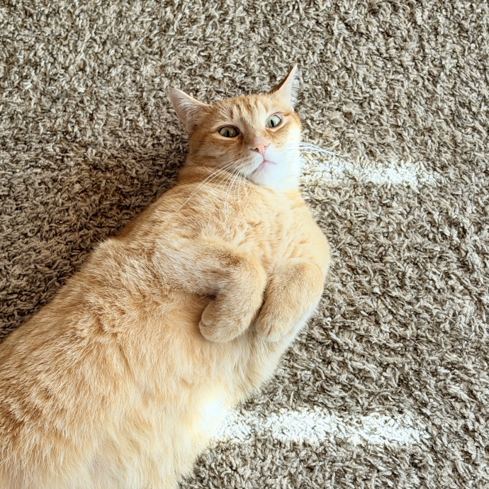 Professional Kitty Cuddler  Cat Spoiler