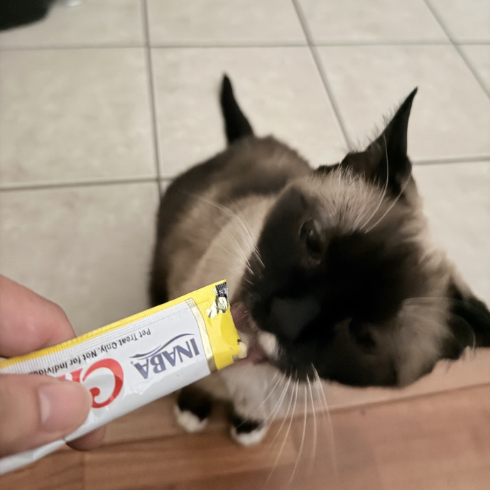 Professional Kitty Cuddler  Cat Spoiler photo 3