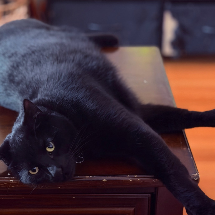 Professional Kitty Cuddler  Cat Spoiler photo 2
