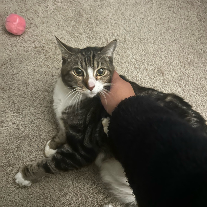 The Cat Whisperer