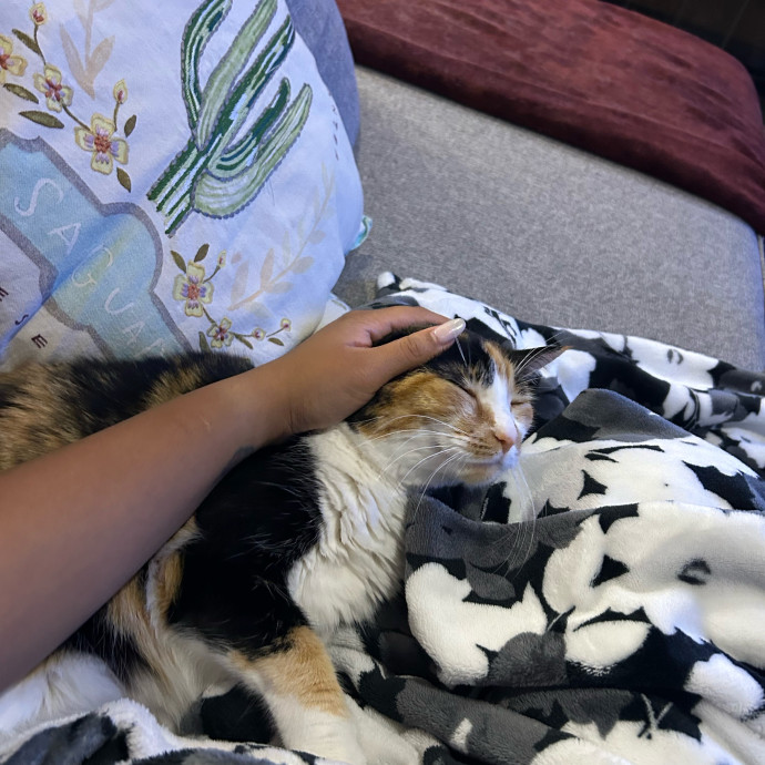 The Cat Whisperer