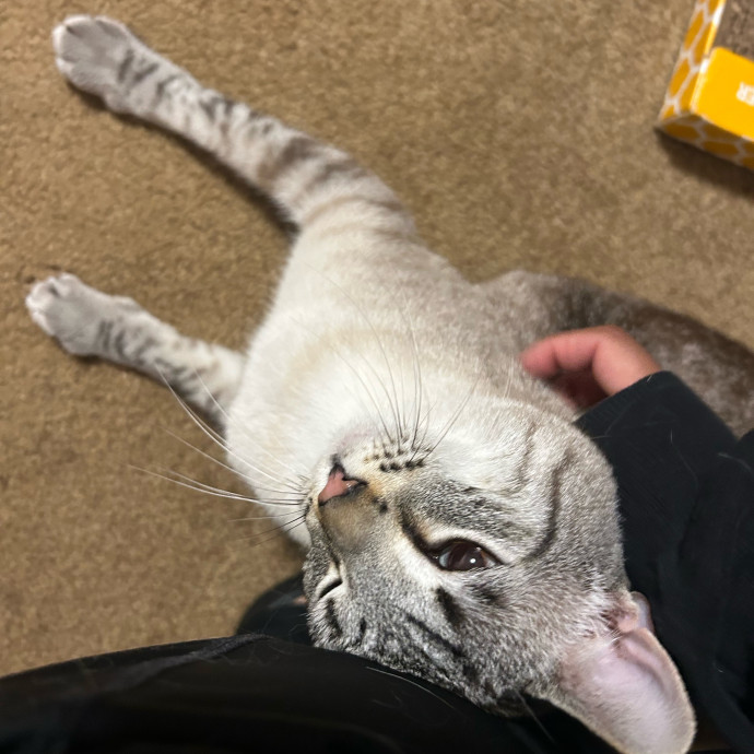 The Cat Whisperer