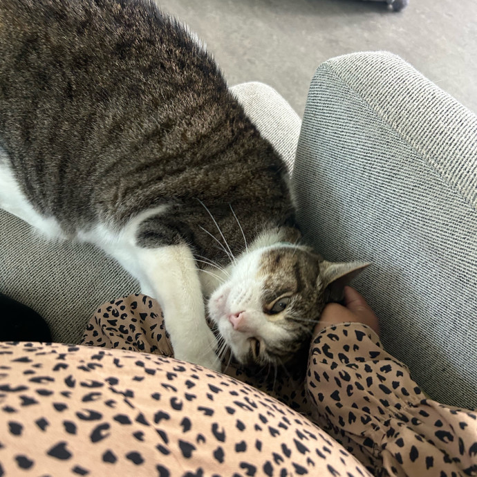 The Cat Whisperer