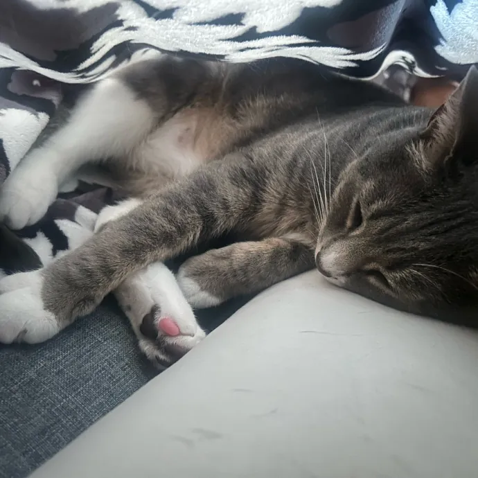 The Cat Whisperer photo 3