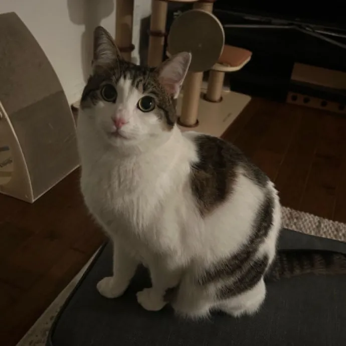 The Cat Whisperer photo 2