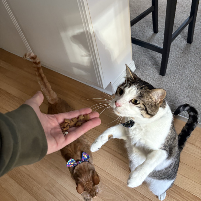 Here To Spoil Your Fur Friends