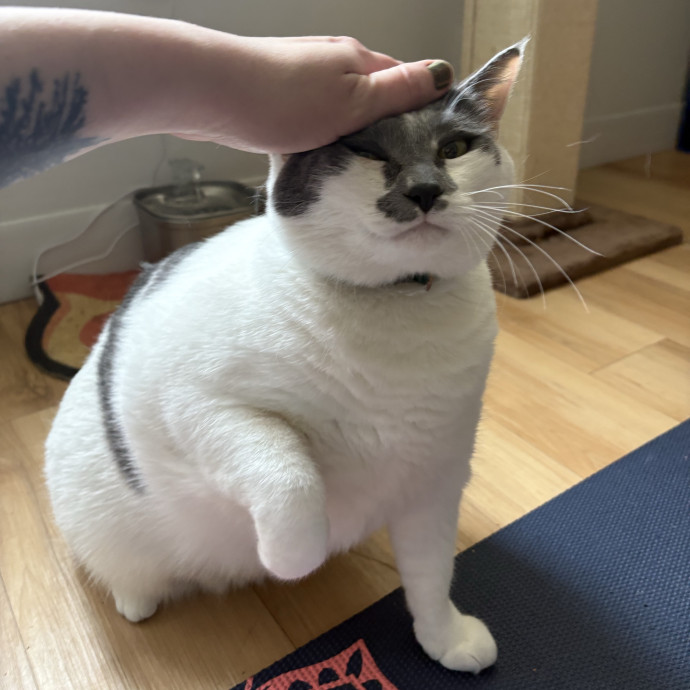 Here To Spoil Your Fur Friends