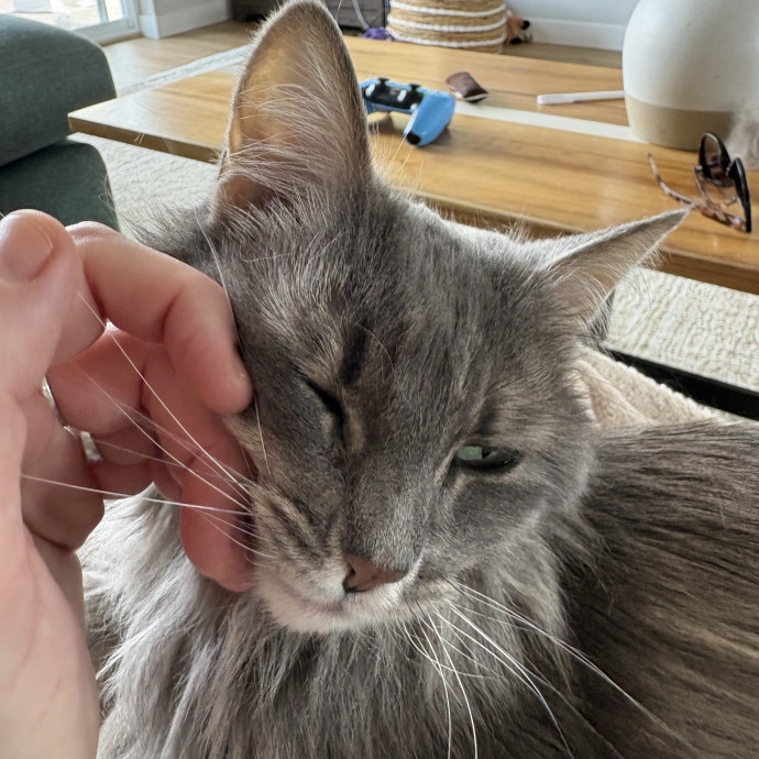 Here To Spoil Your Fur Friends