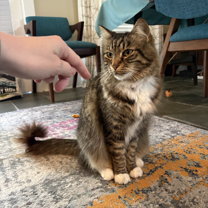Here To Spoil Your Fur Friends