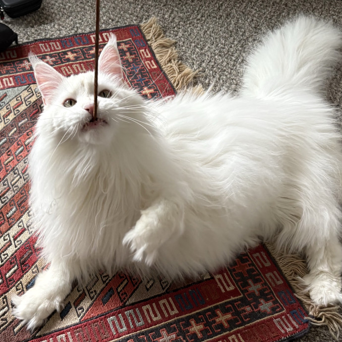 Here To Spoil Your Fur Friends photo 3