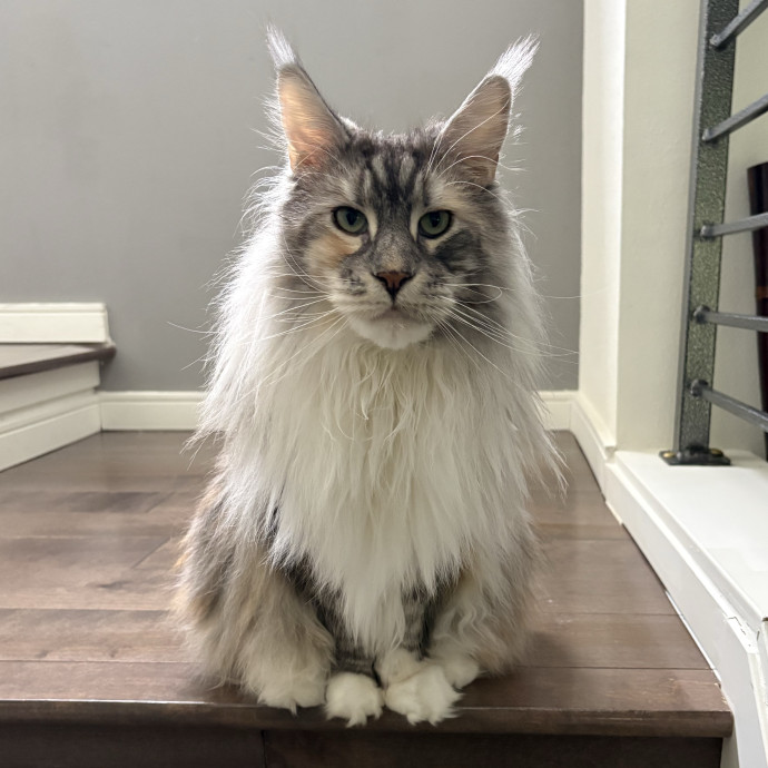 Here To Spoil Your Fur Friends photo 2