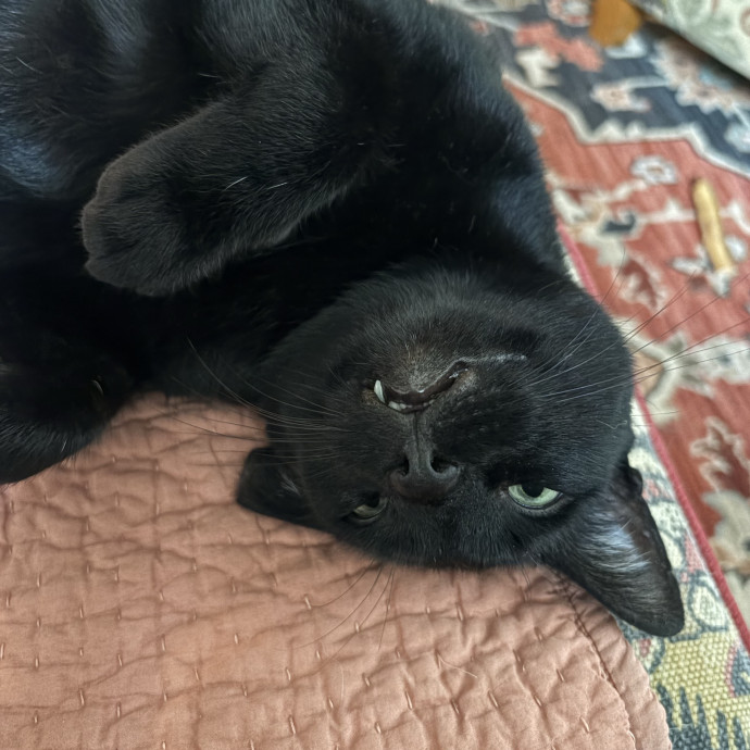 Here To Spoil Your Fur Friends