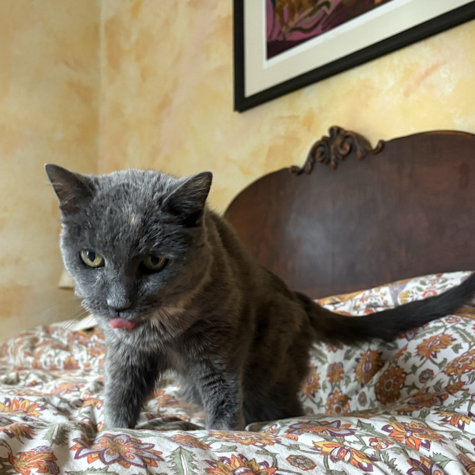 Here To Spoil Your Fur Friends photo 3