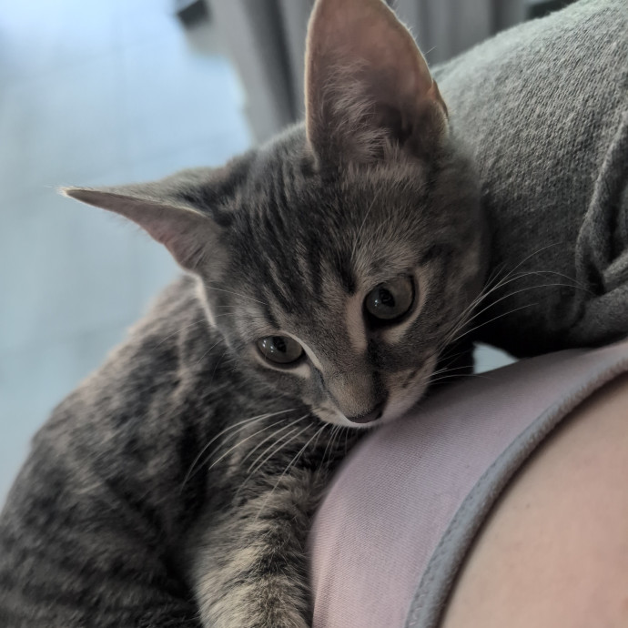 Trust And Loving Care For Your Cat