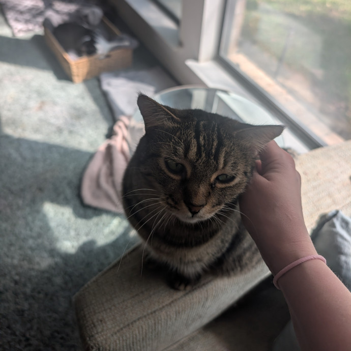 Trust And Loving Care For Your Cat