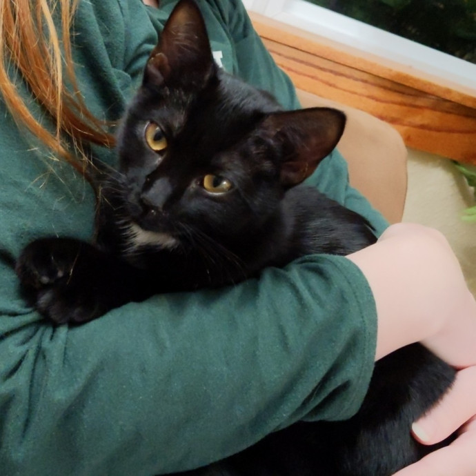 Trust And Loving Care For Your Cat