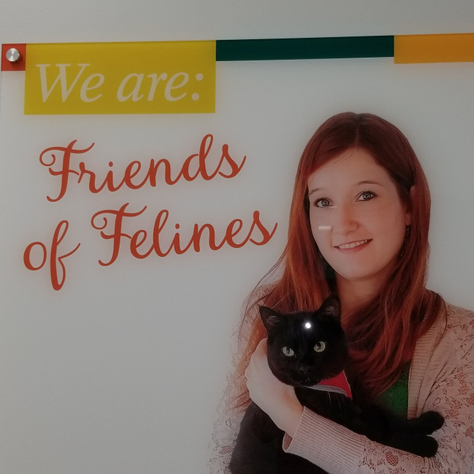 Trust And Loving Care For Your Cat photo 3