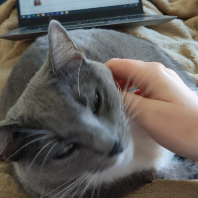 Trust And Loving Care For Your Cat photo 2