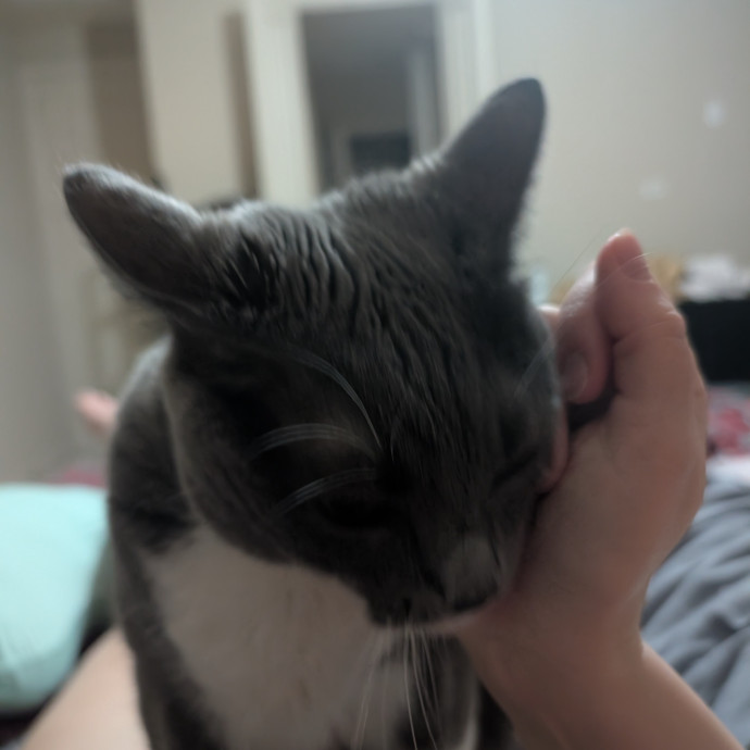 Trust And Loving Care For Your Cat photo 2