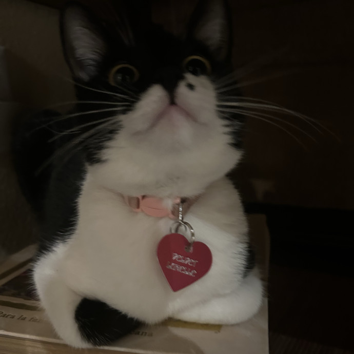 Your Kitty's Guardian Angel