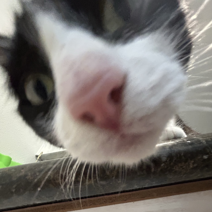 Your Kitty's Guardian Angel