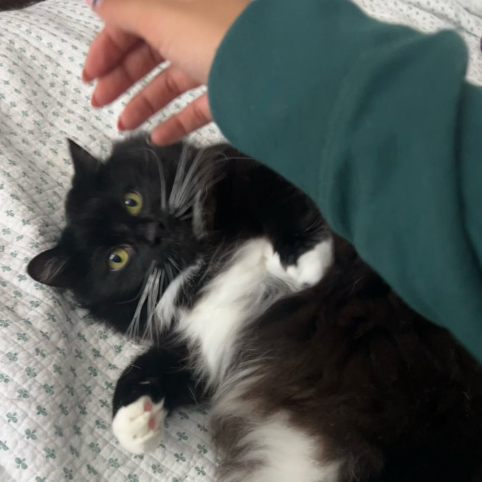 Your Kitty's Guardian Angel photo 3