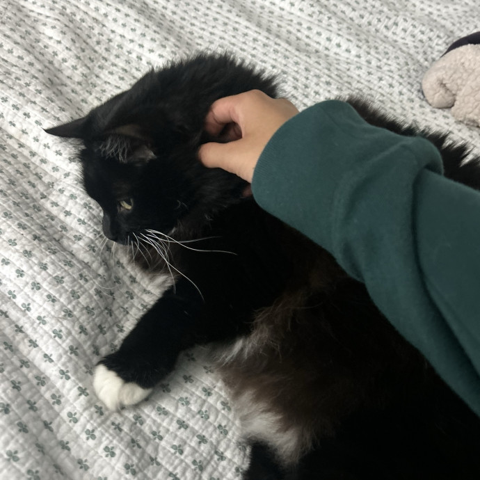 Your Kitty's Guardian Angel photo 2