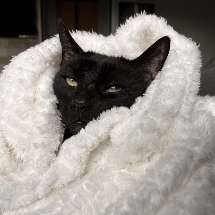 Capitol Hill Cat Care