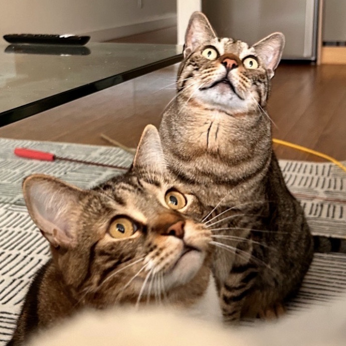 Capitol Hill Cat Care
