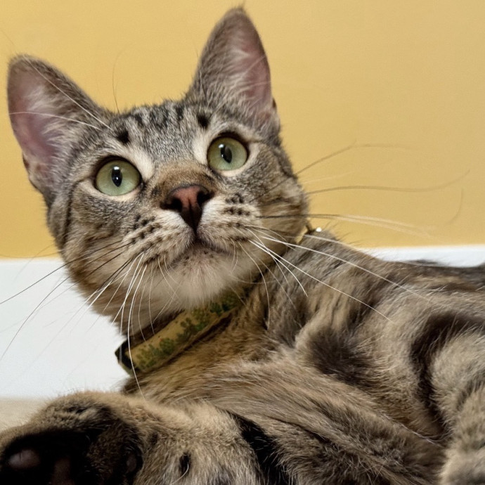 Capitol Hill Cat Care photo 2